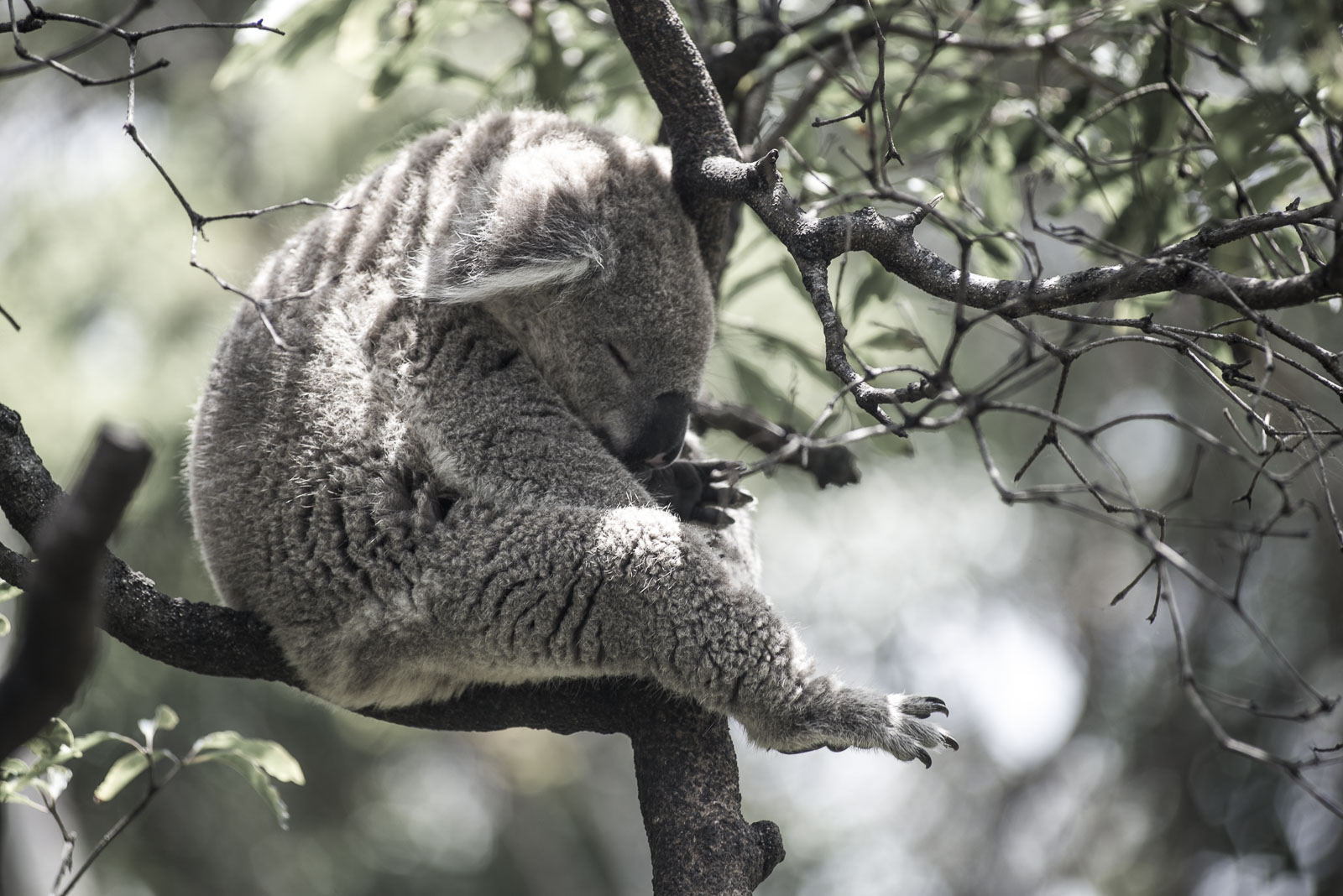Form - Koala