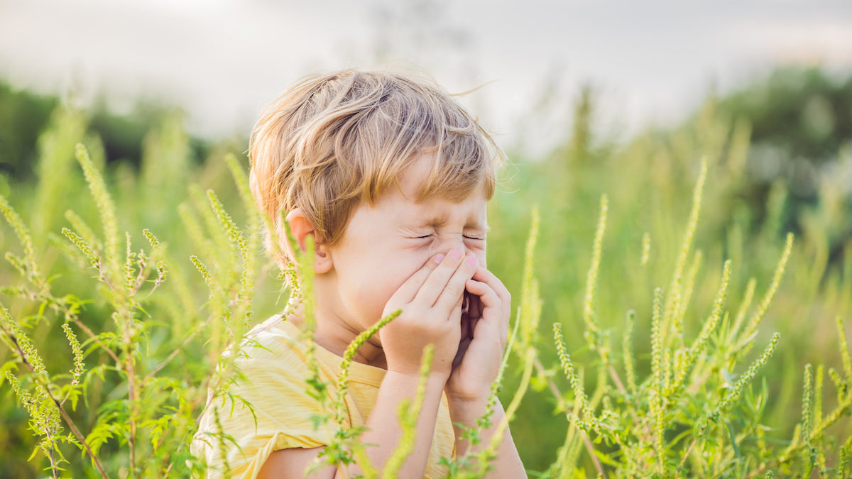 boy sneezing from hay fever