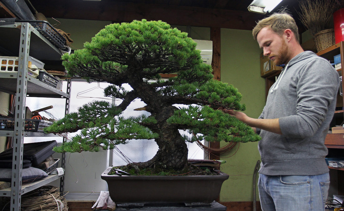 man looking after bonsai tree