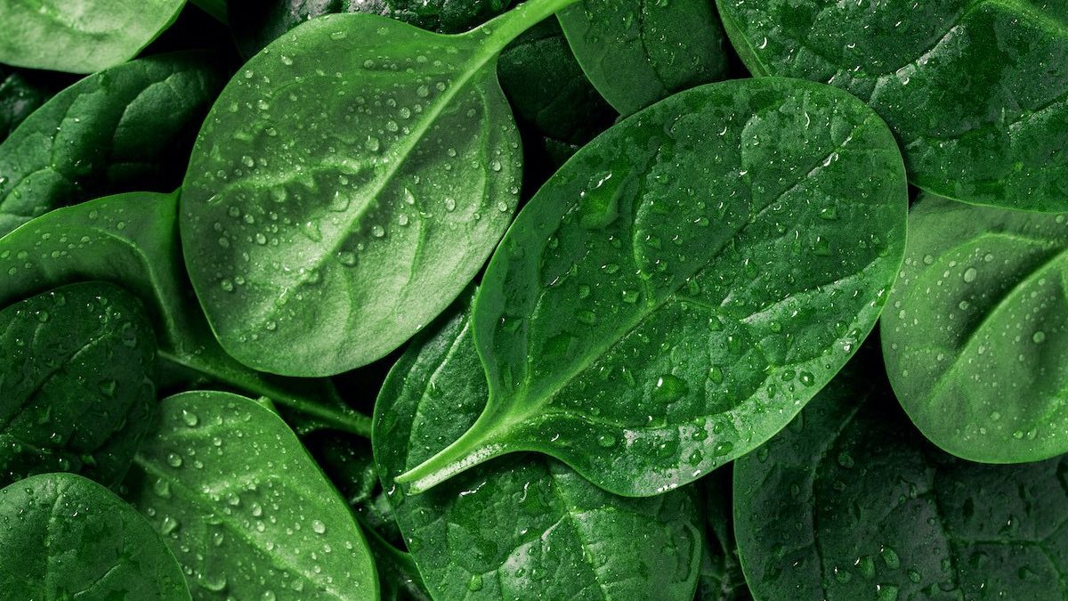 spinach and magnesium