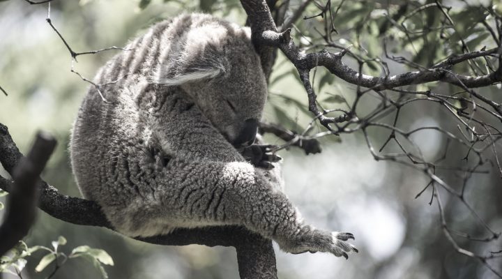 Form - Koala