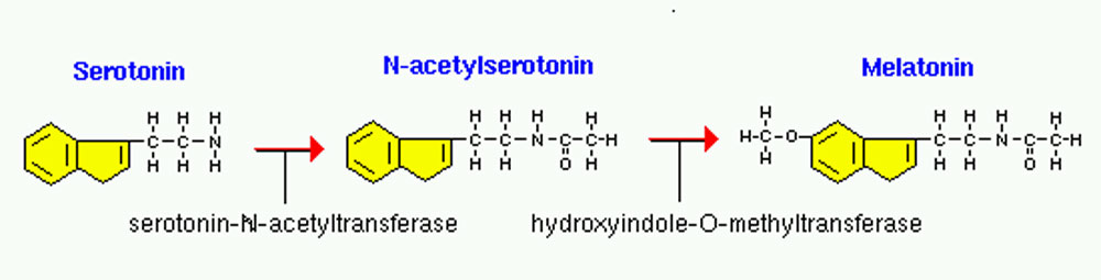 serotonin melatonin 5-HTP