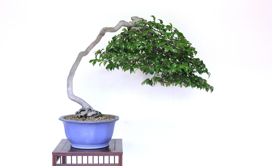 Bonsai Trees A Guide To Growing And Looking After Your Own Form