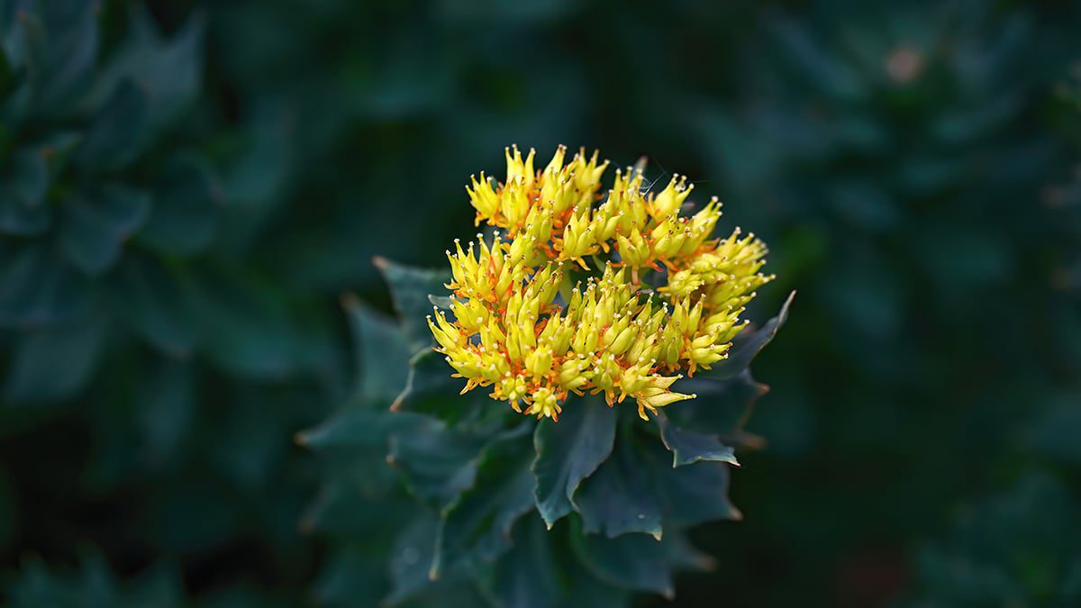 inform-nootropics-Rhodiola-Rosea