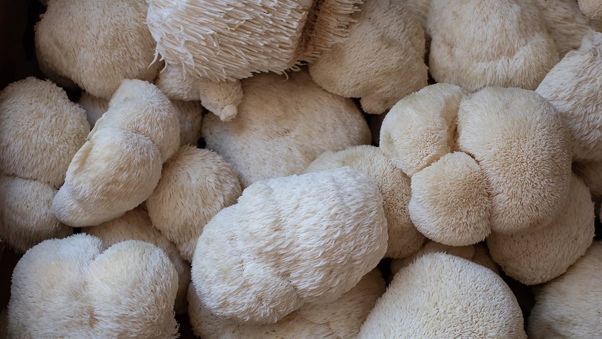inform-nootropics-lions-mane